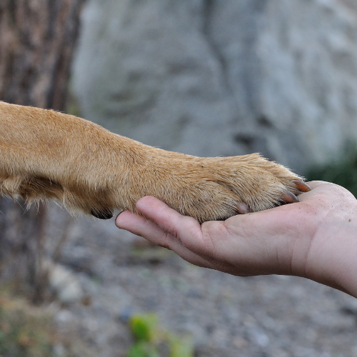 Hundepfote liegt vertrauensvoll in menschlicher Hand – Verbindung, Vertrauen, Mensch-Hund-Begleitung