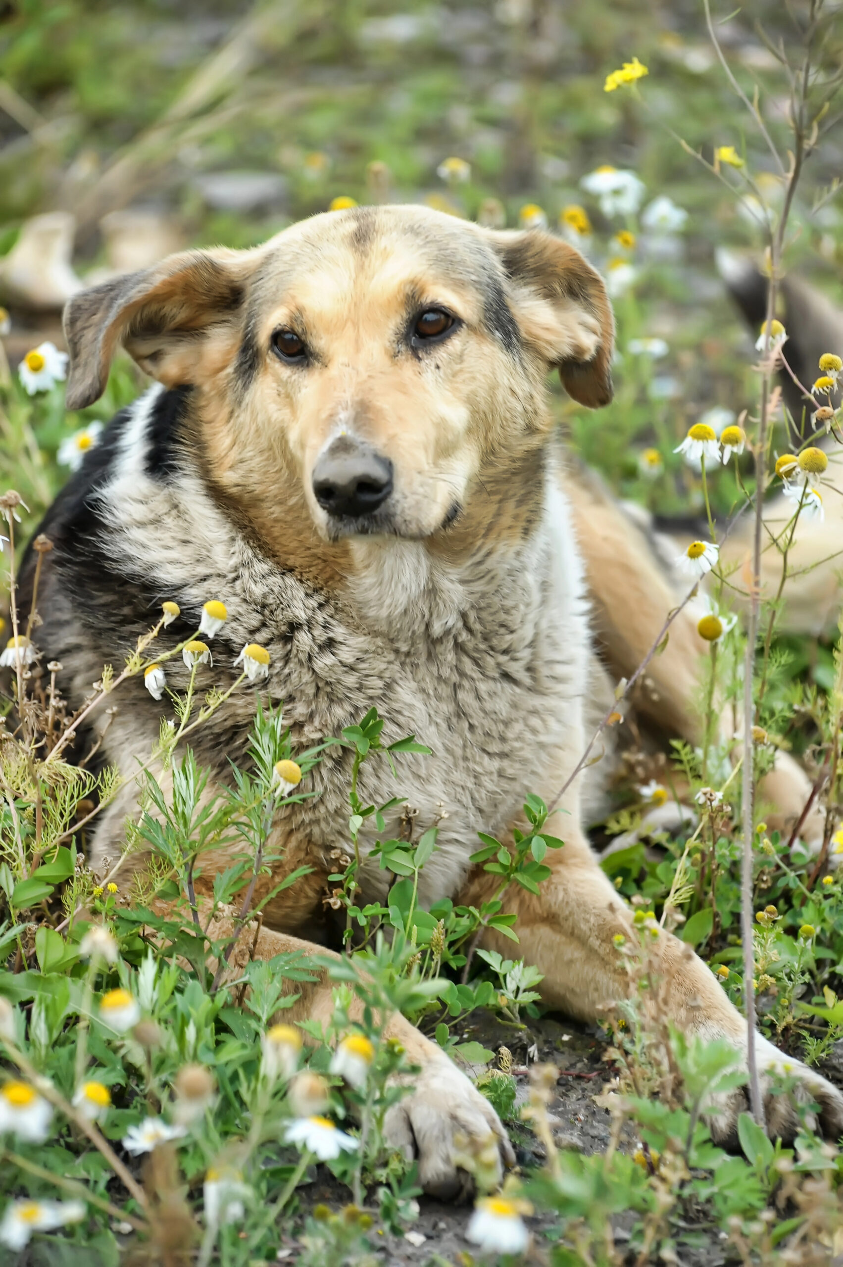 Sanfter Tierschutzhund liegt inmitten von Kamilleblüten auf einer Wiese – Symbol für Verletzlichkeit, Hoffnung und stille Heilung.