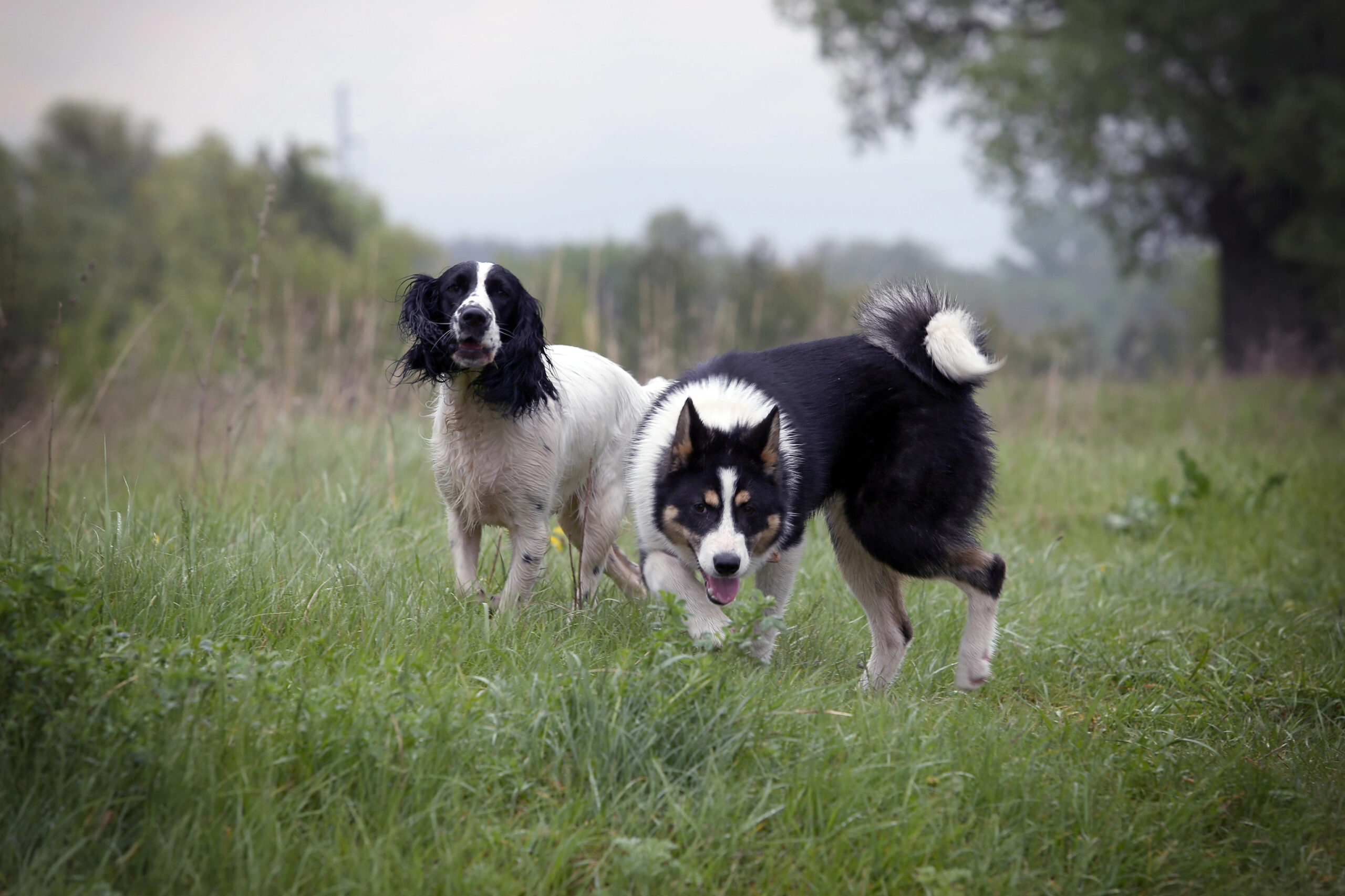 Zwei Hunde laufen nebeneinander über eine grüne Wiese – natürliche Bewegung und Verbundenheit in freier Umgebung.