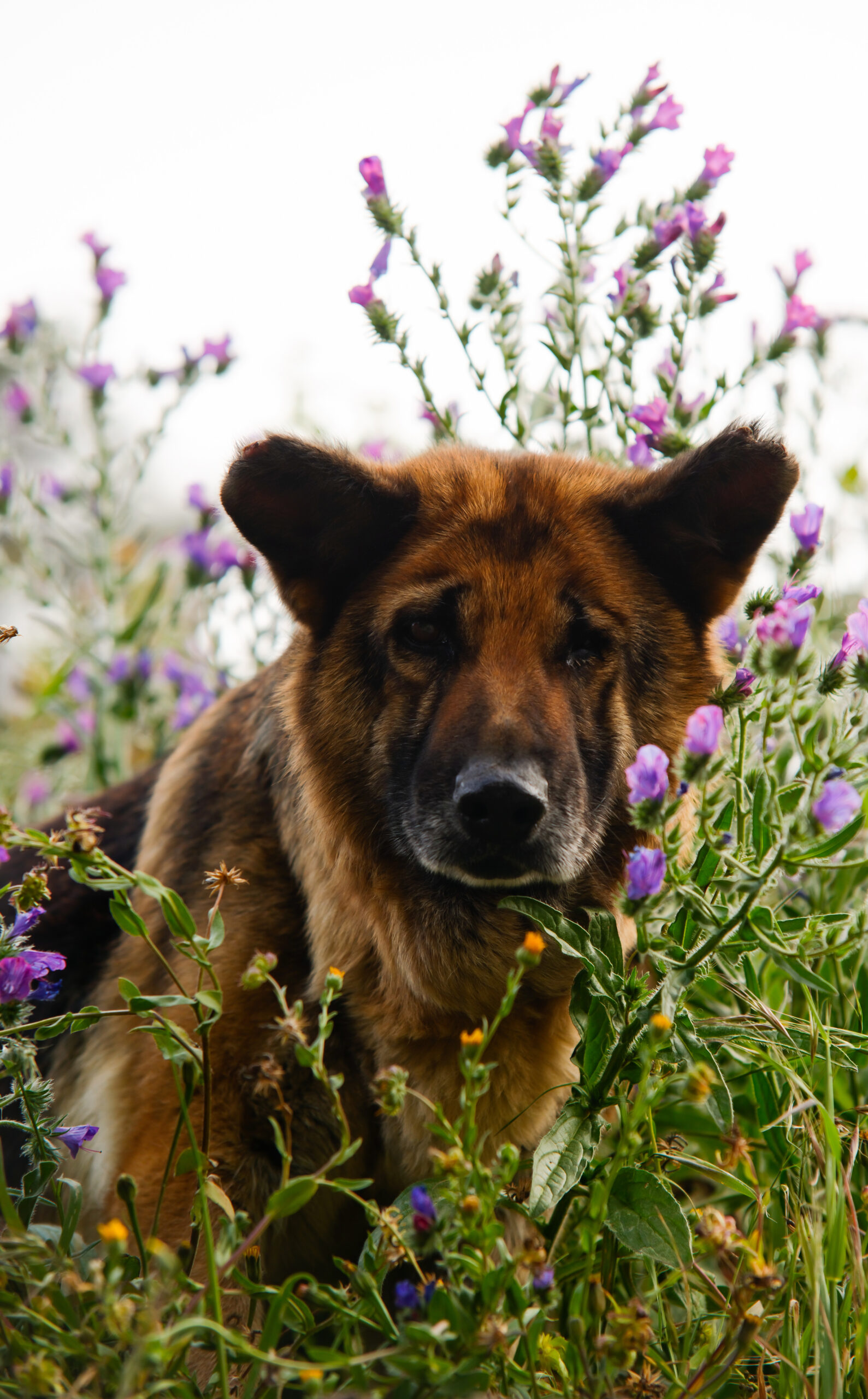 Tierschutzhund mit sanftem Blick sitzt inmitten von Wildblumen – Symbol für Hoffnung, Heilung und zweite Chancen.