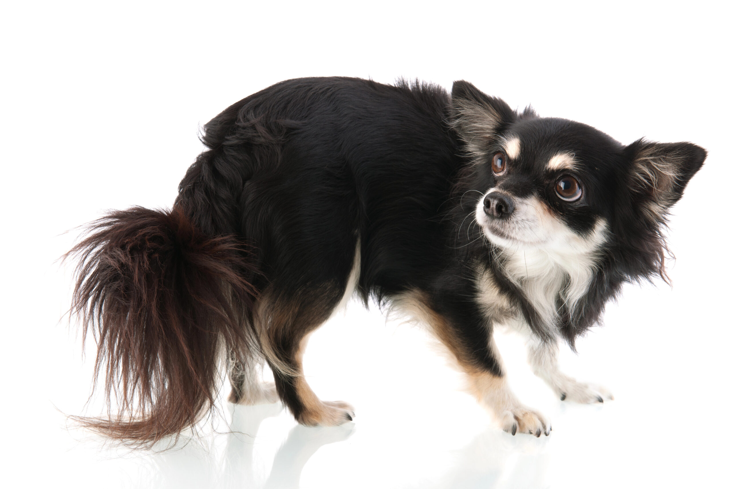 Verängstigter kleiner Hund mit eingeklemmtem Schwanz und scheuem Blick – Symbolbild für Angsthunde und ihre besondere Bedürftigkeit.