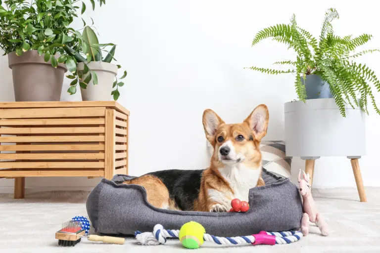 Corgi liegt im Hundebett umgeben von Spielzeug, Bürste und Kauknochen – Ausstattung für artgerechte und liebevolle Hundehaltung.