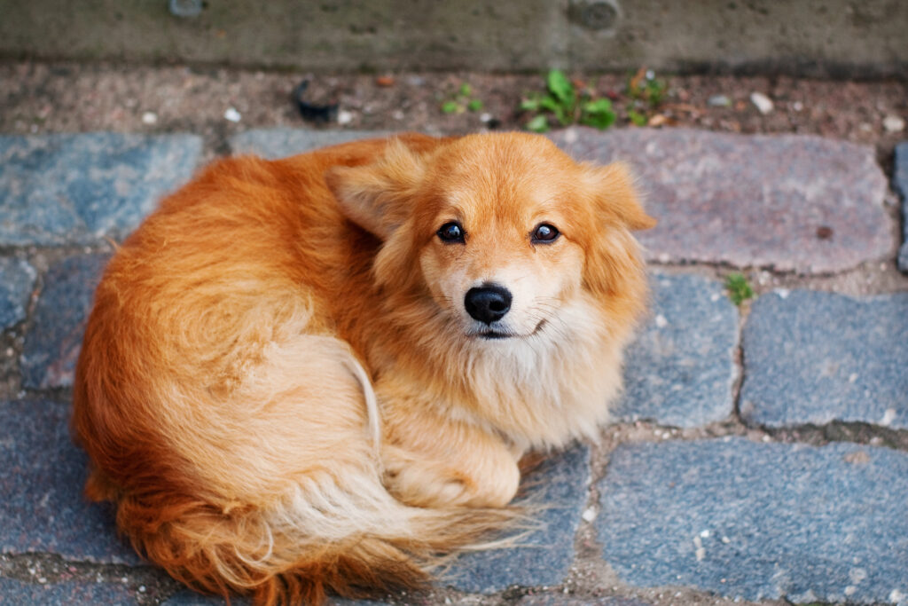 Verunsicherter Hund mit geduckter Körperhaltung – stellvertretend für Angsthunde, die besondere Fürsorge und Geduld benötigen.