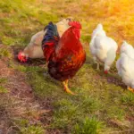 Hahn und Hühner auf einer Wiese bei Sonnenlicht – Symbolbild für energetische Verbindung und achtsame Begleitung von Geflügel und Vögeln.