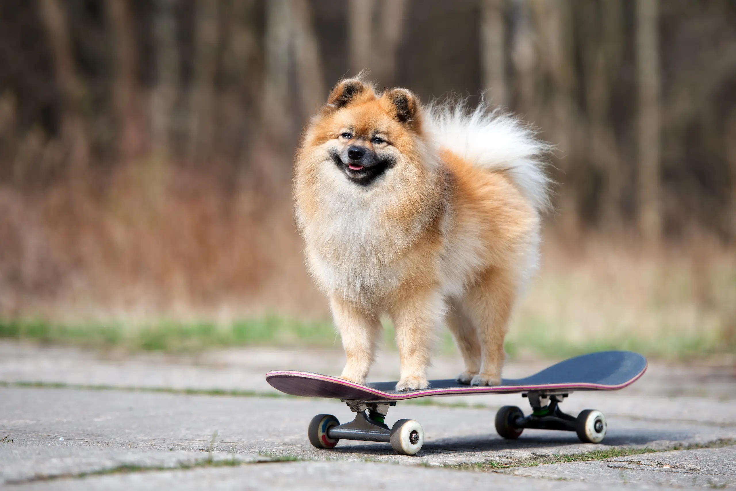 Kleiner, fröhlicher Hund balanciert selbstbewusst auf einem Skateboard – spielerisches Tricktraining und Hundefitness im Fokus