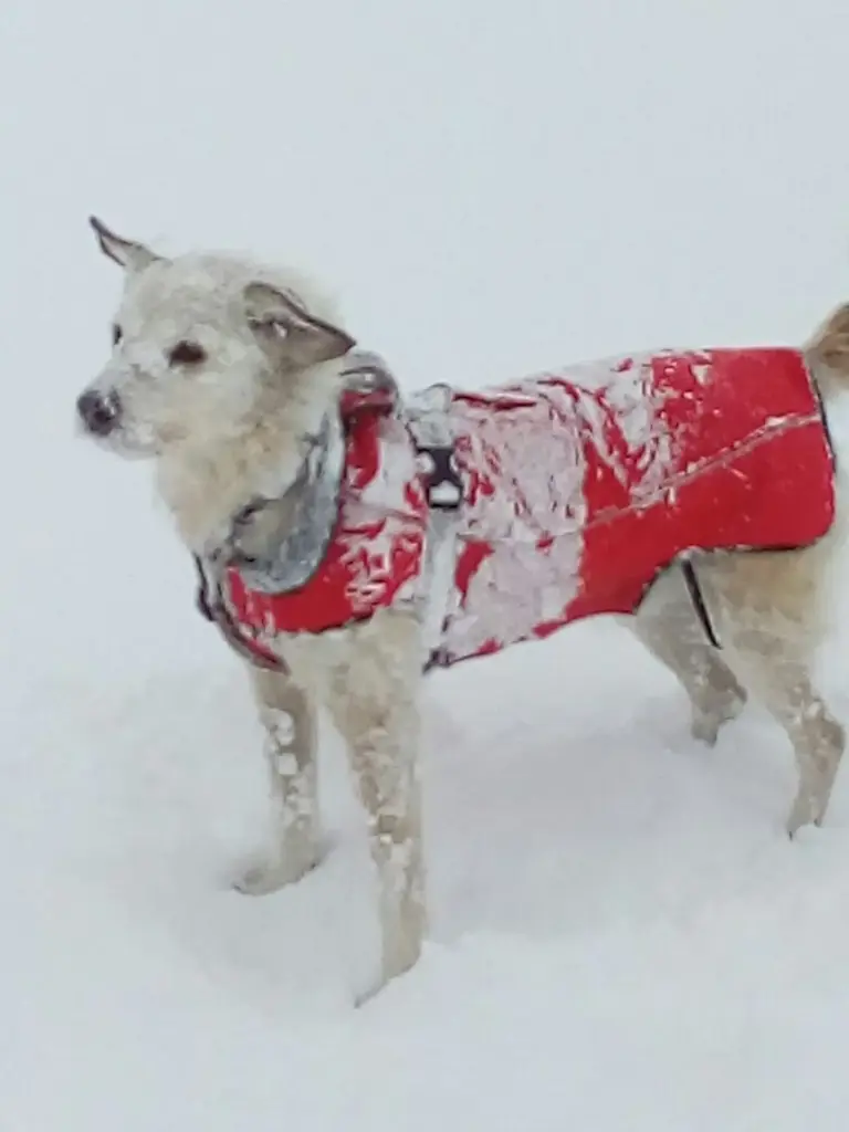 Kleiner Hund im roten Wintermantel steht im tiefen Schnee – Schutz und Fürsorge für Tiere bei winterlichen Bedingungen.