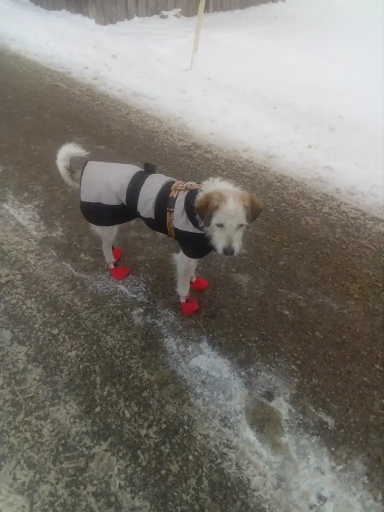 Hund mit Wintermantel und roten Pfotenschuhen auf gestreuter Straße – Schutz vor Kälte, Eis und Streusalz im Winter.