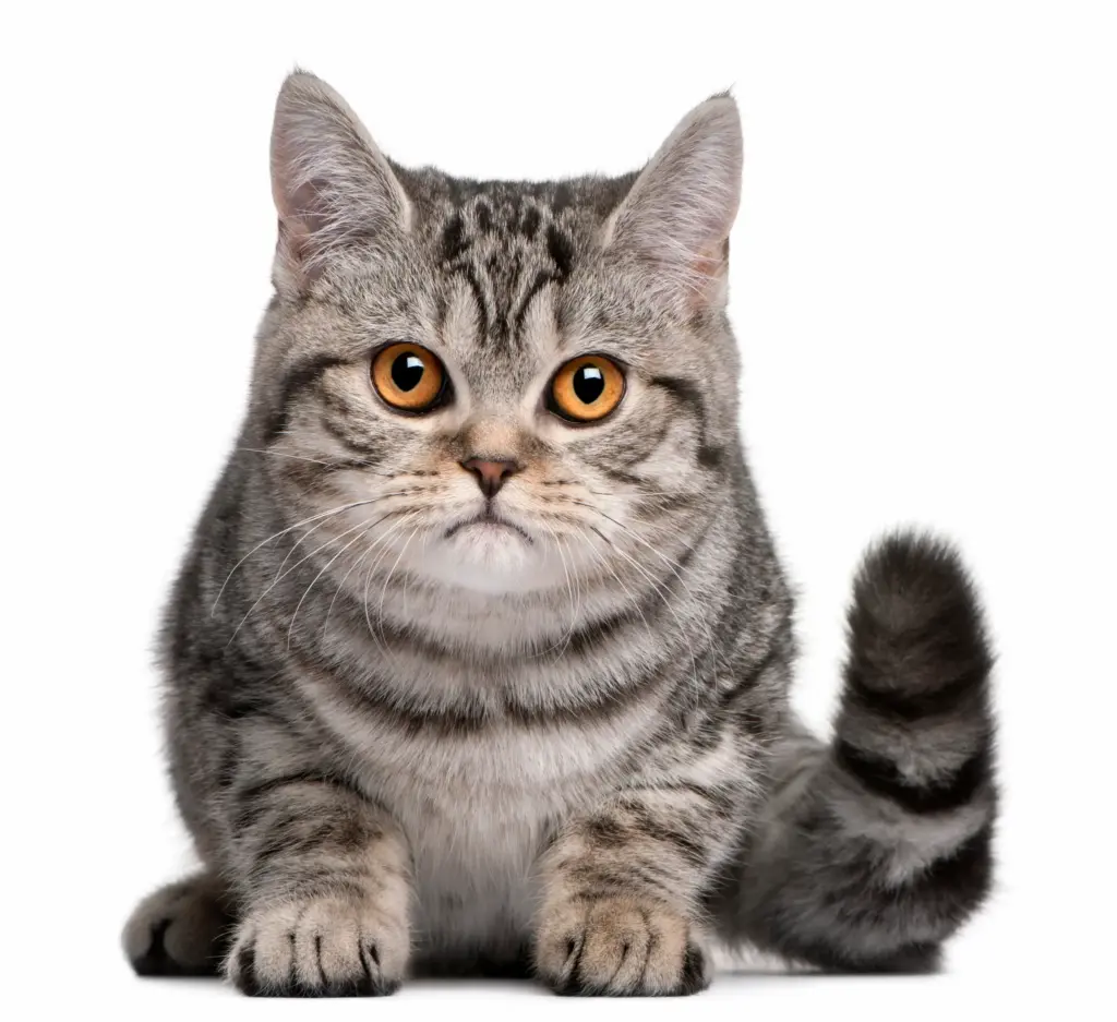 Gestreifte Katze mit wachem Blick vor weißem Hintergrund – Symbol für feinfühlige energetische Arbeit mit Katzen und ihrer sensiblen Wahrnehmung.