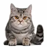 Gestreifte Katze mit wachem Blick vor weißem Hintergrund – Symbol für feinfühlige energetische Arbeit mit Katzen und ihrer sensiblen Wahrnehmung.