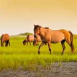 Mehrere Pferde auf einer grünen Weide bei Sonnenuntergang – Symbolbild für energetische Arbeit mit Pferden in freier Verbindung und Achtsamkeit.