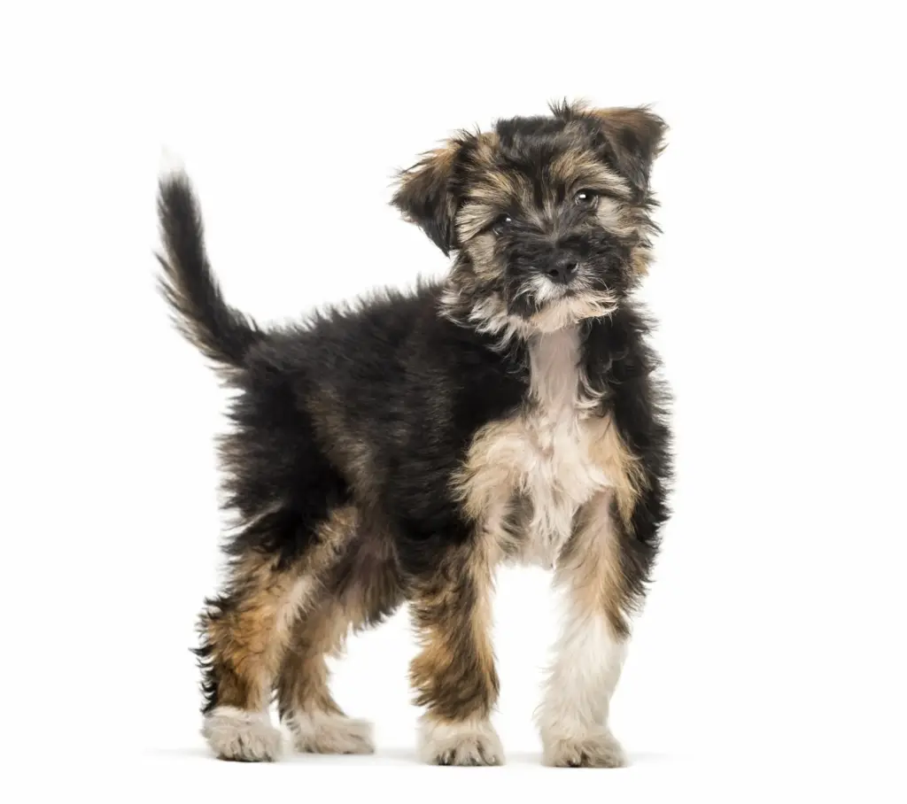Junger Hund mit aufmerksamer Ausstrahlung vor weißem Hintergrund – Symbolbild für energetische Arbeit mit Hunden auf Seelen- und Beziehungsebene.