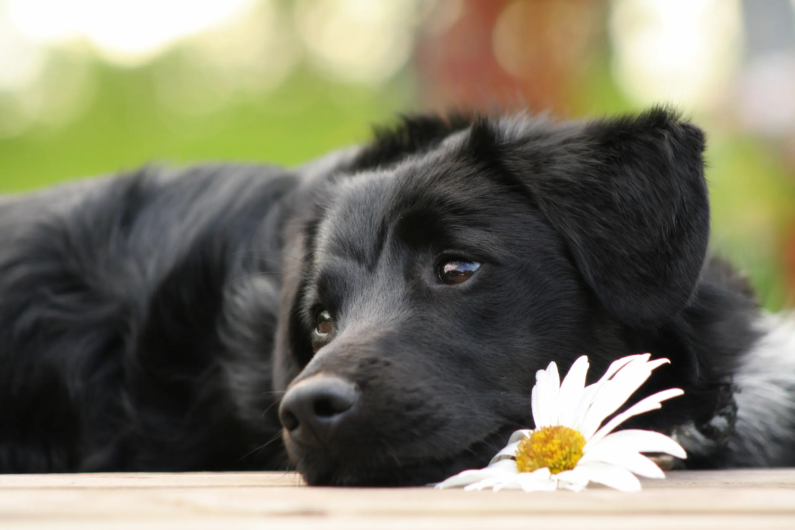 Nachdenklich liegender schwarzer Hund mit einer weißen Margerite – Symbol für stille Verbundenheit, Traurigkeit oder tiefe Sehnsucht im Mensch-Hund-Verhältnis.