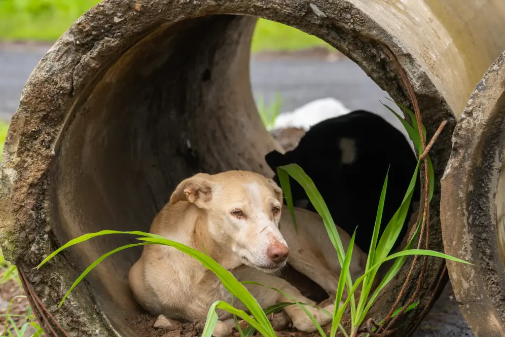 Verängstigter Straßenhund liegt in einer schmutzigen Betonröhre und sucht Schutz – Symbol für das Schicksal vieler Tierschutzhunde und ihre stille Hoffnung auf ein besseres Leben.