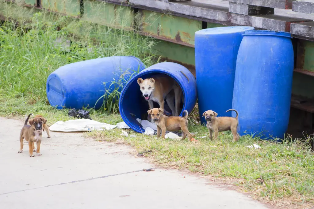 Straßenhündin mit ihren Welpen lebt in einer blauen Tonne am Straßenrand – Symbol für das Überleben und den Schutz instinktiver Mutterliebe im Tierschutz.