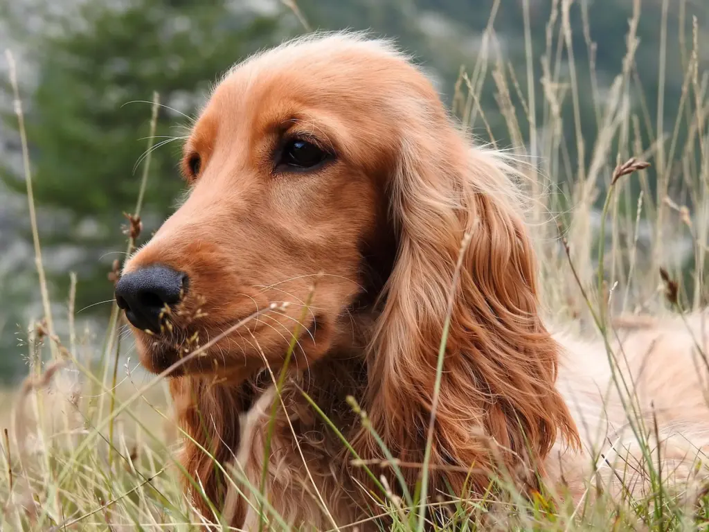 Cocker Spaniel mit seidigem Fell liegt wachsam im Gras – achtsame Hundebeobachtung in der Natur
