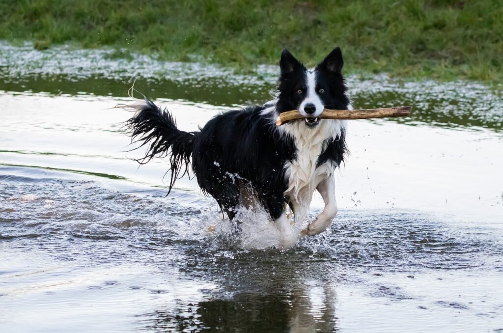 Border Collie rennt durch Wasser mit Stock im Maul – spielerisches Training, Trickdog und Hundefitness in der Natur.