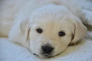 Cremefarbener Golden Retriever Welpe liegt auf einer weichen Decke und blickt mit treuen Augen in die Kamera