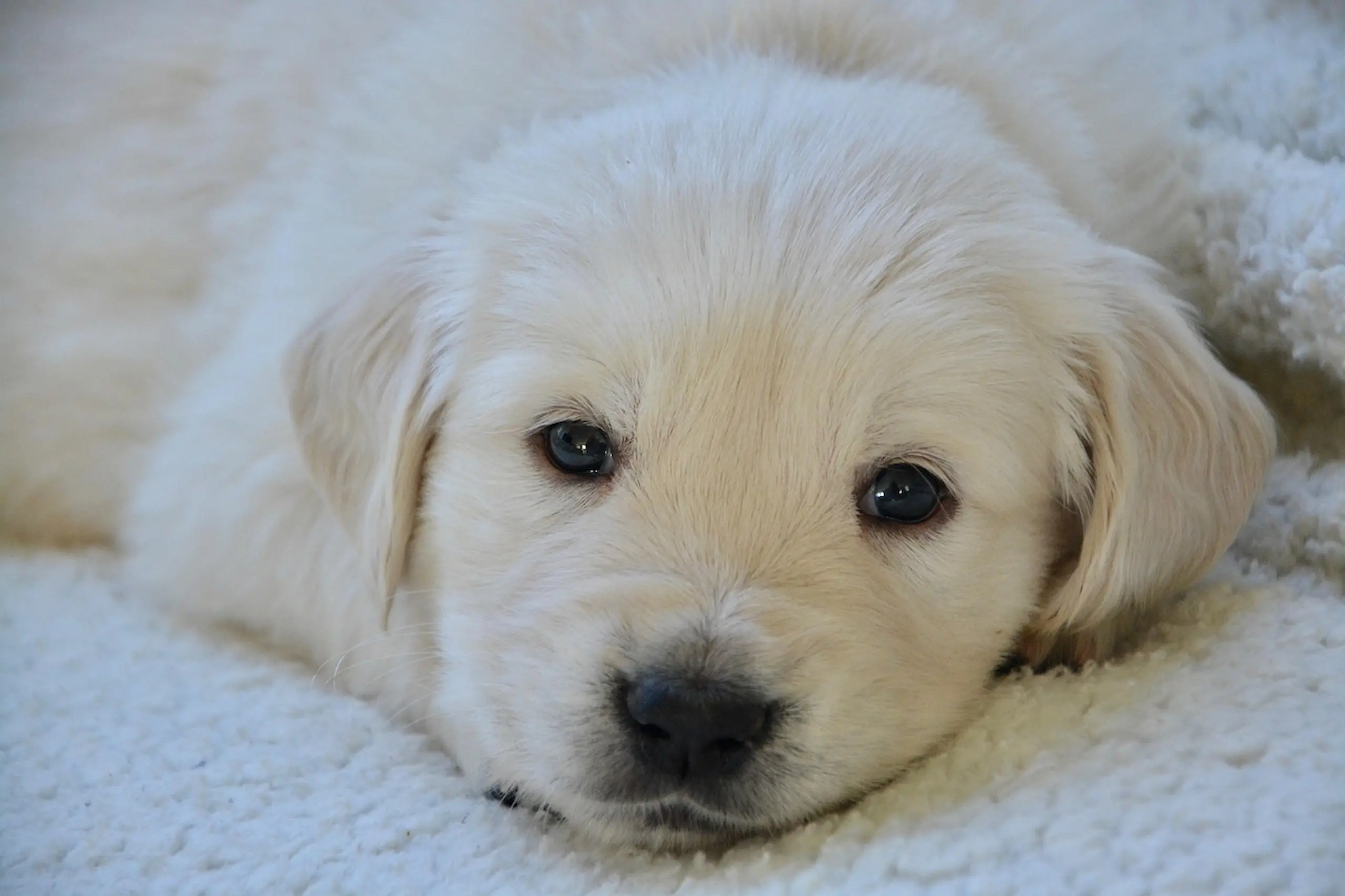 Cremefarbener Golden Retriever Welpe liegt auf einer weichen Decke und blickt mit treuen Augen in die Kamera