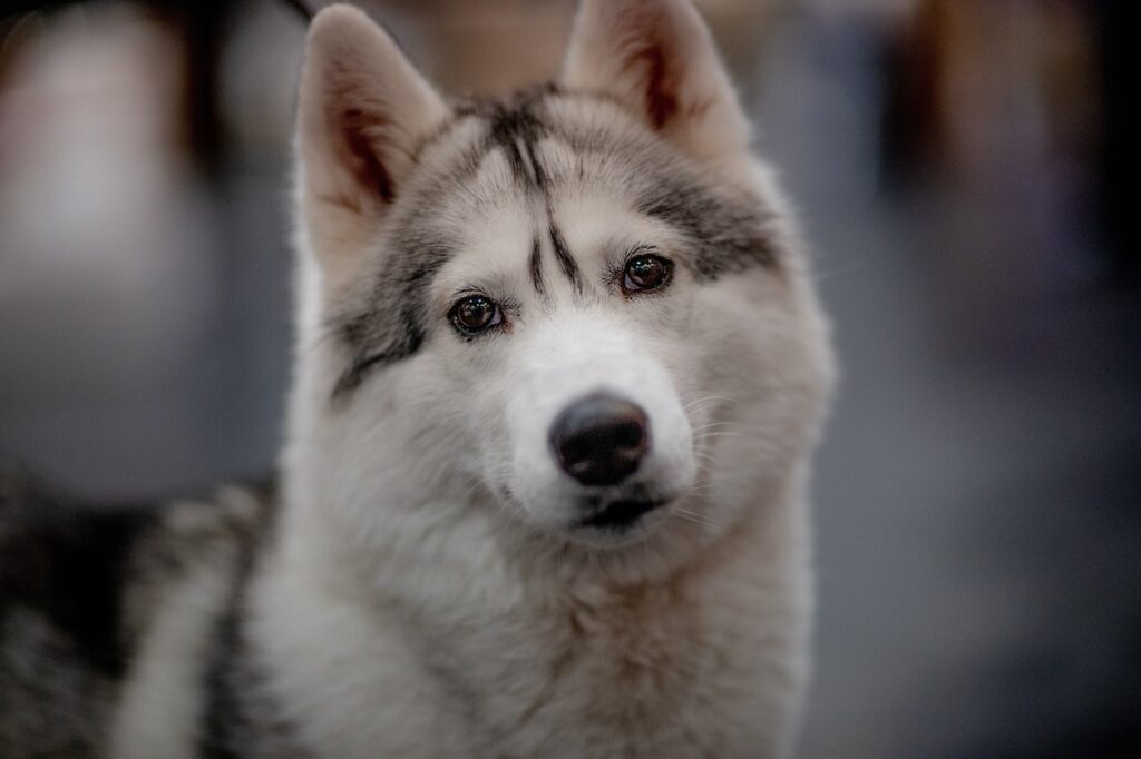 Unsicherer Husky mit aufmerksamen, fragenden Augen – Symbol für Sensibilität, Misstrauen und vorsichtige Kontaktaufnahme bei Angsthunden.