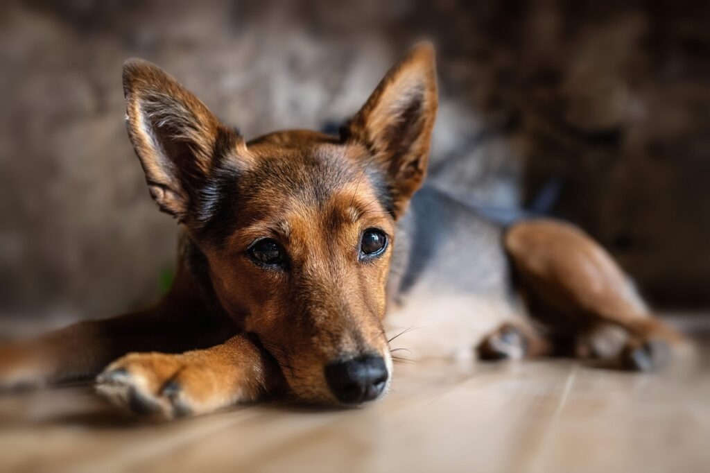 Tierschutzhund liegt aufmerksam und ruhig auf dem Boden, mit wachen Augen und gespitzten Ohren – Symbol für Verletzlichkeit, Vertrauen und stille Stärke.
