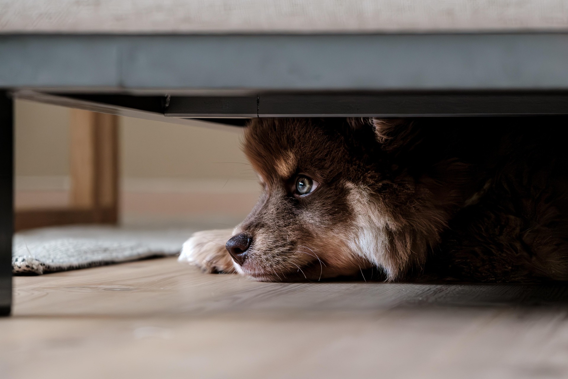 Verängstigter Hund liegt unter einem Möbelstück und blickt mit großen Augen nach draußen – Symbol für Unsicherheit, Rückzug und sensible Hundeseele.