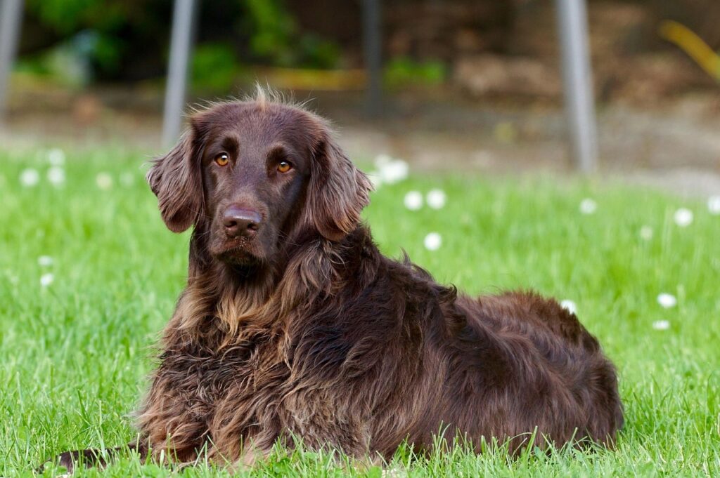 Brauner Hund mit ernstem Blick liegt aufmerksam im Gras – Ausdruck von Vorsicht, innerer Anspannung und sensibler Wahrnehmung, wie sie viele Angsthunde zeigen.