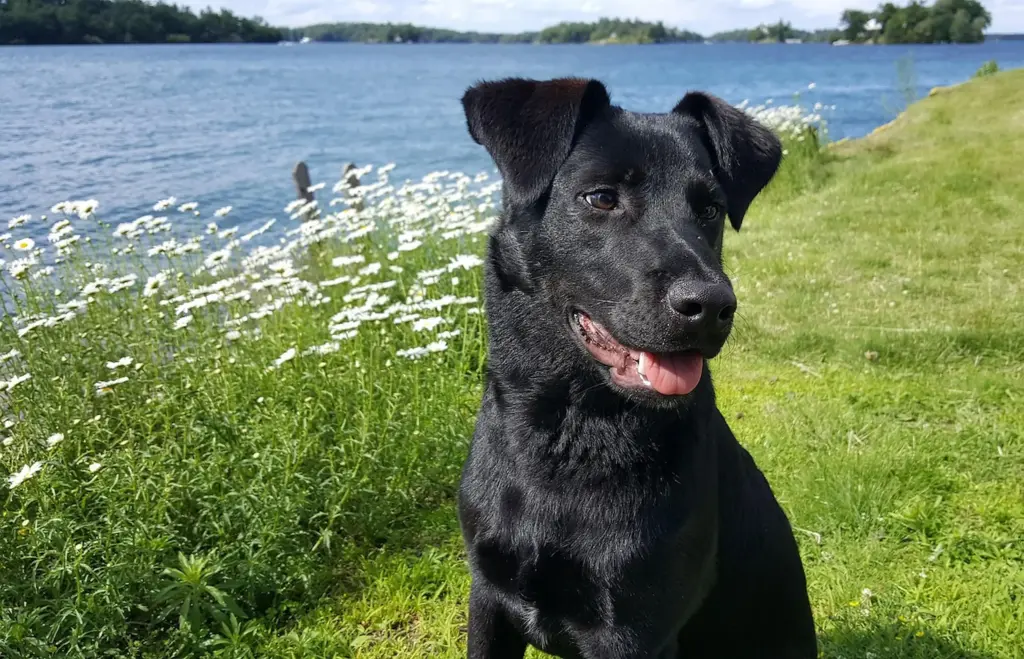 Junger schwarzer Hund sitzt fröhlich am Seeufer vor einer Wiese mit weißen Margeriten – Natur, Lebensfreude und tierische Verbundenheit