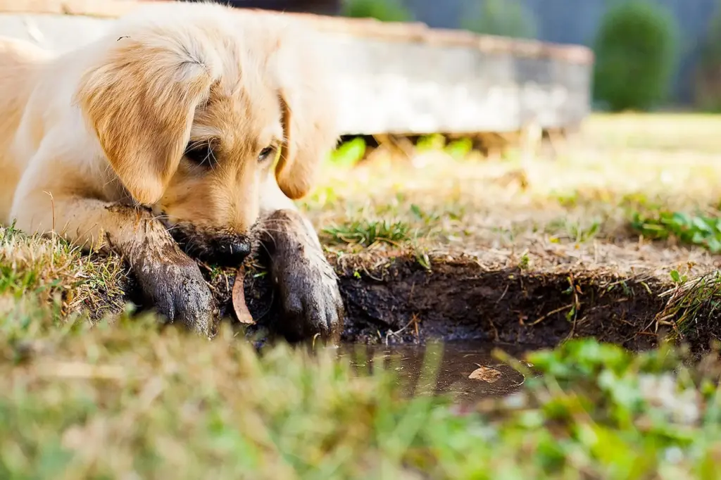 Goldener Retriever-Welpe liegt neugierig mit schlammigen Pfoten an einer Pfütze – ein Moment voller Entdeckergeist, Naturverbundenheit und kindlicher Unschuld