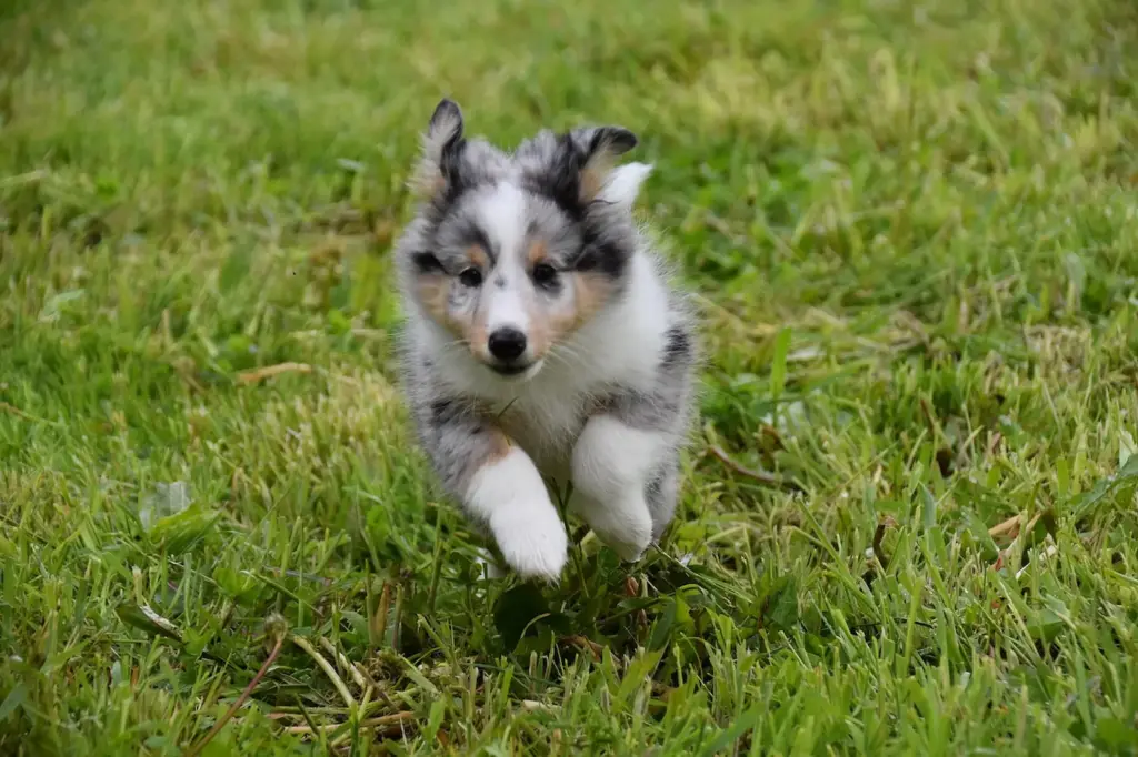 Welpe im vollen Lauf auf grüner Wiese – pure Lebensfreude, Unbeschwertheit und der Beginn einer tiefen Mensch-Hund-Verbindung