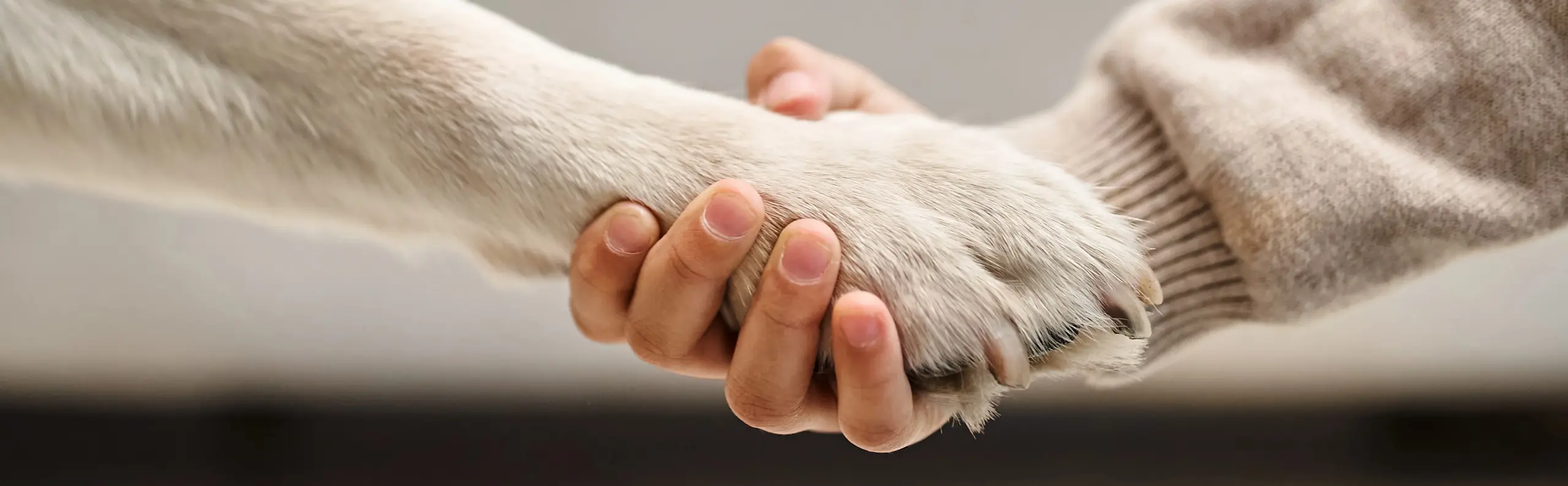 Nahaufnahme einer menschlichen Hand, die sanft die Pfote eines Hundes hält – Symbol für Vertrauen, Verbindung und tiergestützte Begleitung.