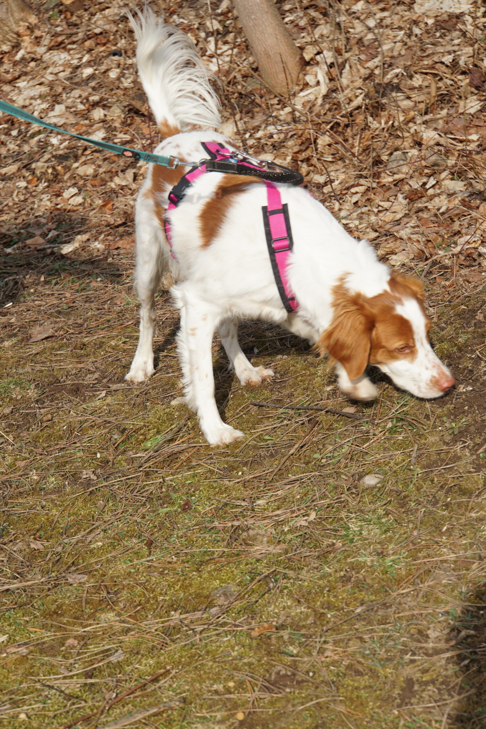 Brauner und weißer Hund mit pinkem Geschirr schnuppert aufmerksam am Waldboden
