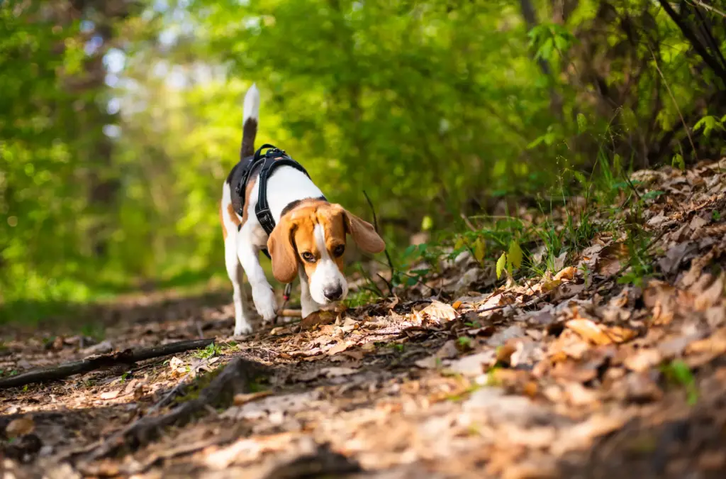 Beagle auf der Fährte. Jagdhund verfolgt konzentriert eine Wildfährte im Wald und sucht mit feiner Nase nach Wild.