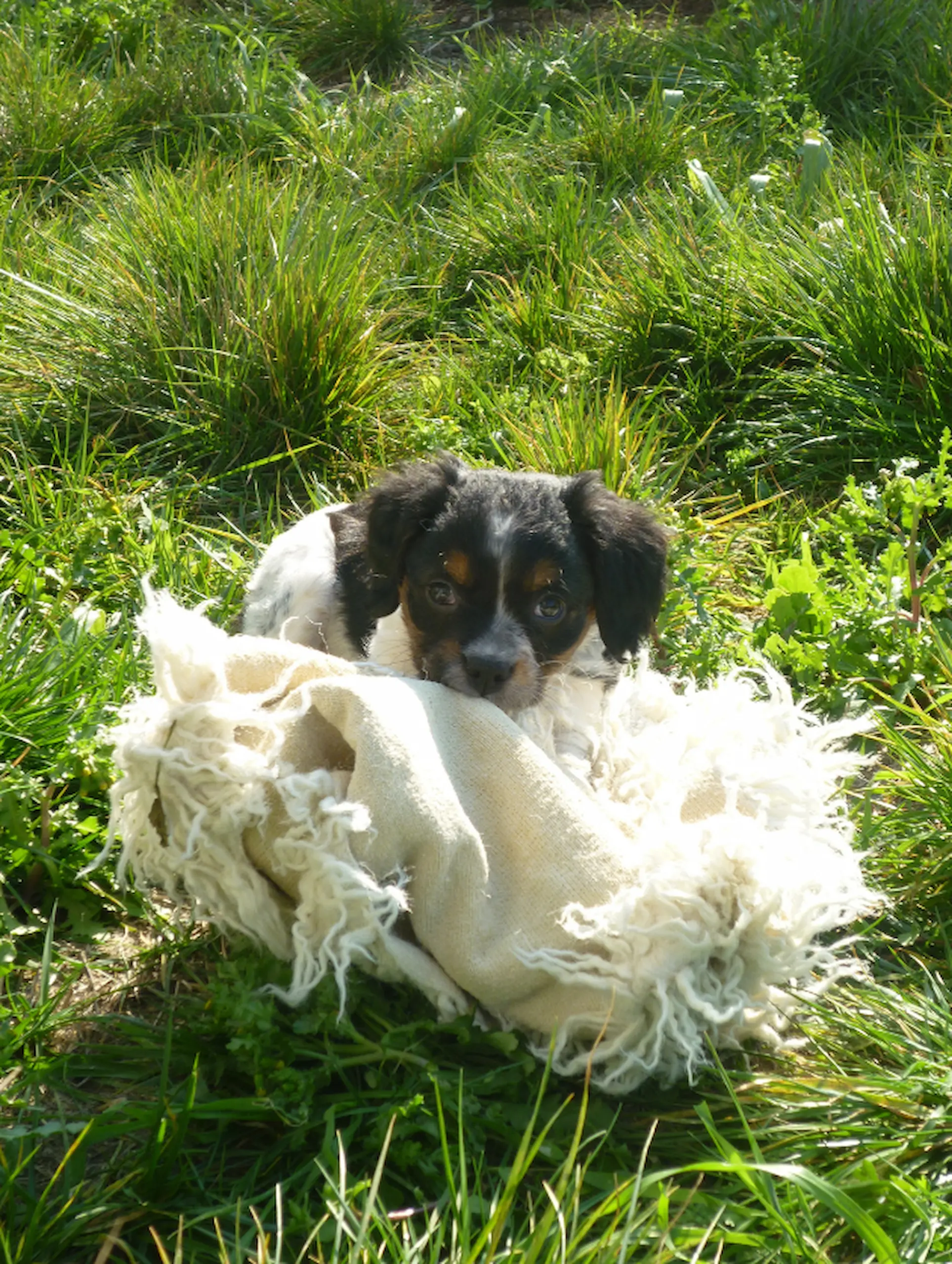 Junger Jagdhund-Welpe entdeckt spielerisch seine Umwelt und entwickelt erste jagdliche Anlagen.