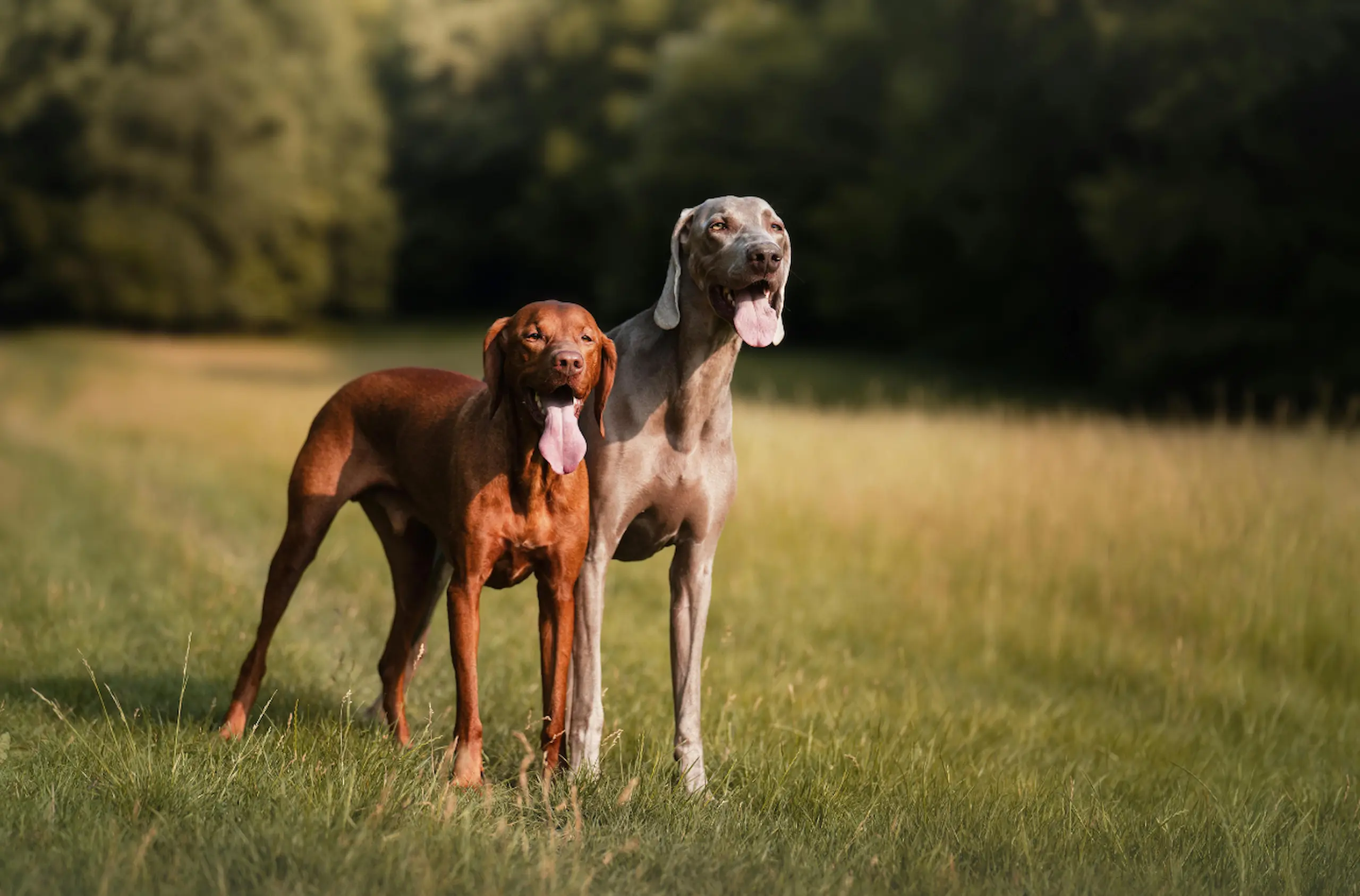 Zwei Vorstehhunde auf einer Wiese. Zwei erfahrene Jagdhunde stehen aufmerksam auf einer Wiese und warten auf den nächsten Jagdeinsatz.