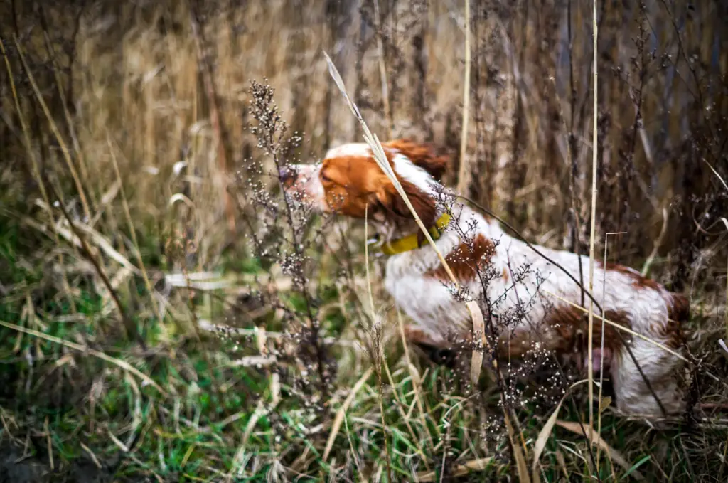 Vorstehhund im hohen Gras. Vorstehhund arbeitet konzentriert im hohen Gras und sucht bei der Jagd nach Wild.