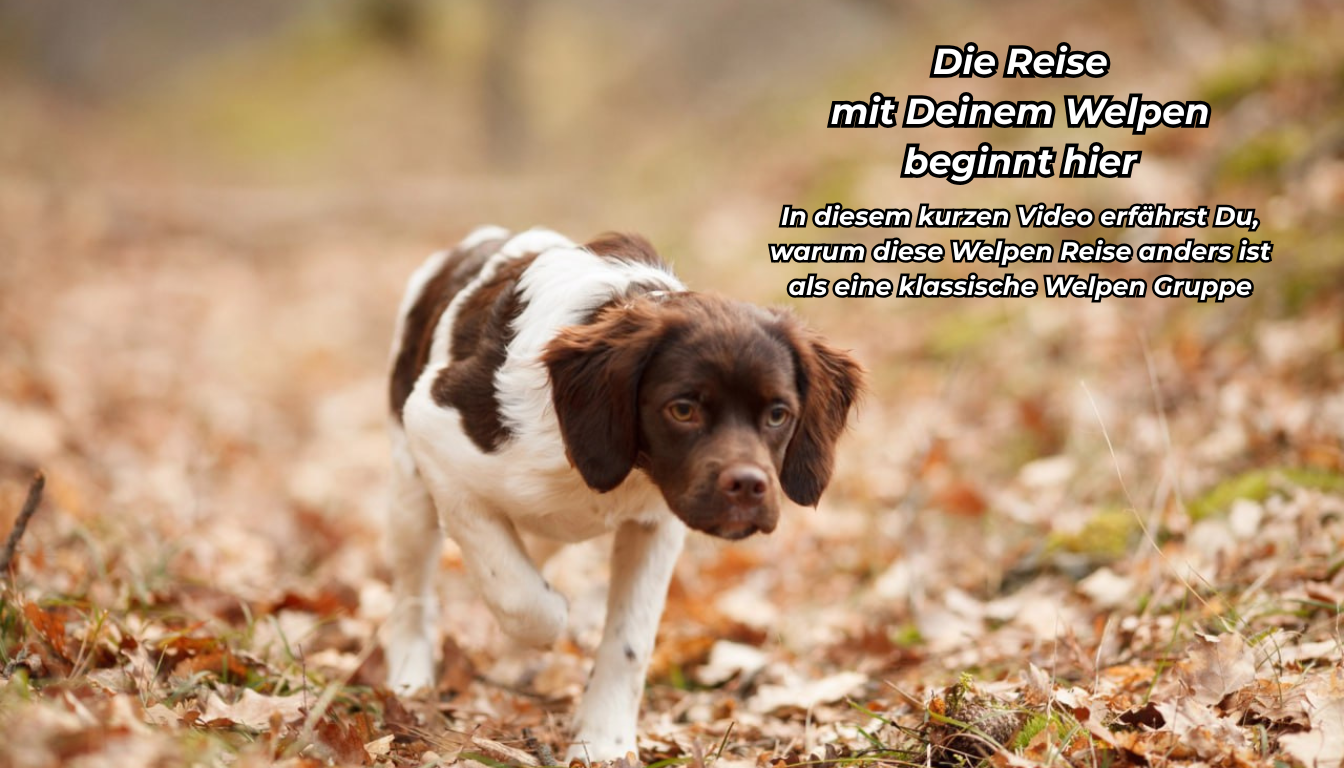 Die Reise mit deinem Welpen beginnt hier. Das Bild zeigt einen Jagdhund und lädt dazu ein, das kurze Video anzusehen, bevor du dich mit deinem Welpen auf eure gemeinsame Reise begibst