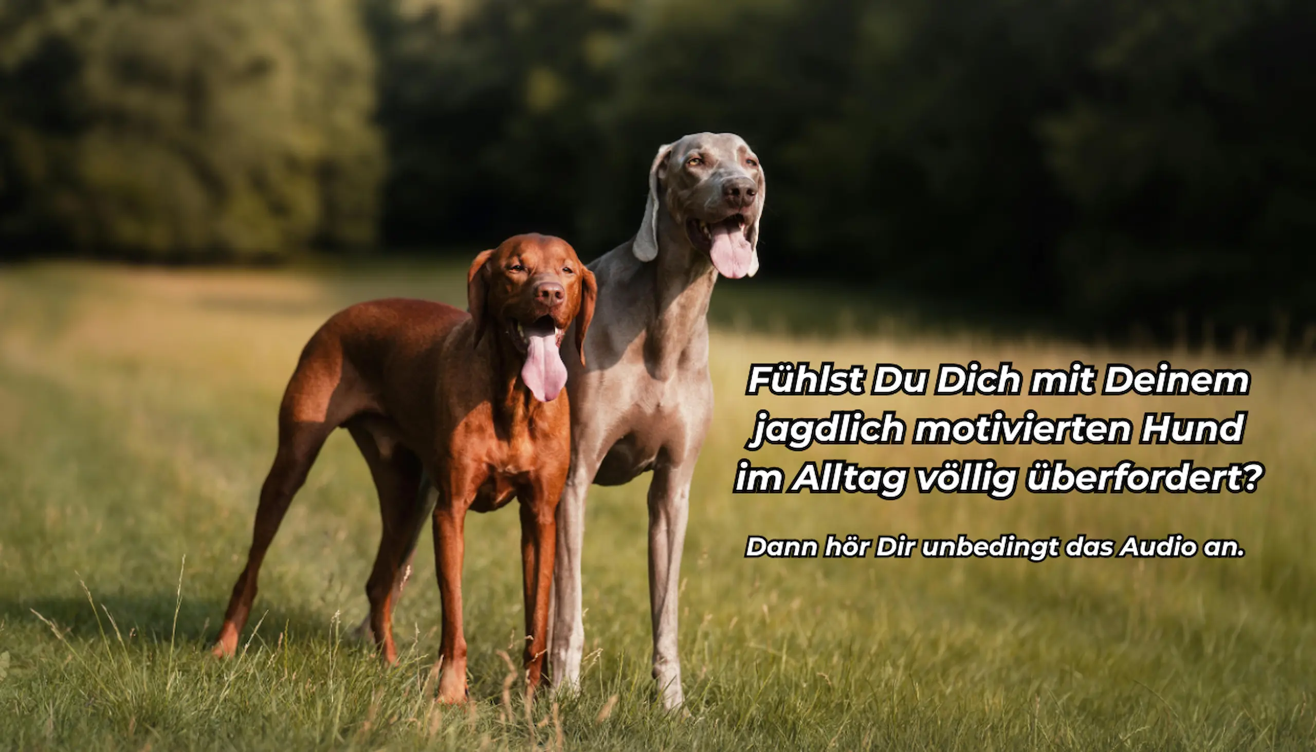 Zwei Vorstehhunde auf einer Wiese. Zwei erfahrene Jagdhunde stehen aufmerksam auf einer Wiese und warten auf den nächsten Jagdeinsatz.